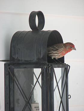 house finch