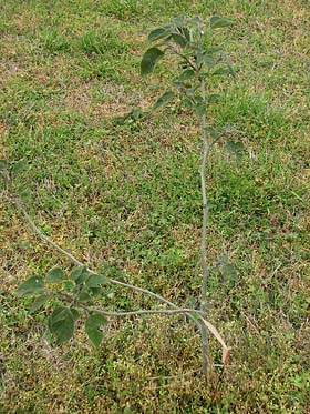 Paper mulberry trees