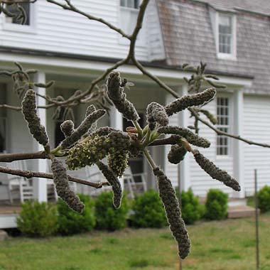 Paper mulberry trees