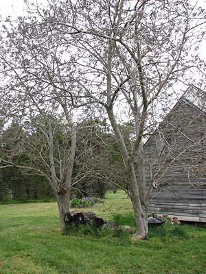 Paper mulberry trees