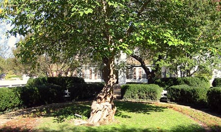 Paper mulberry trees